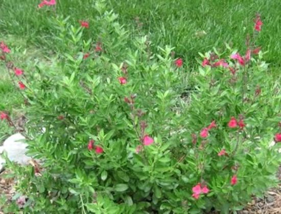 South Texas Growers