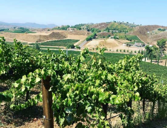 Gershon Bachus Vintners