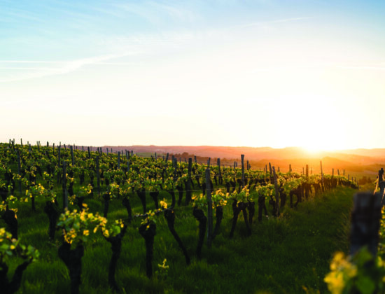 Maurice Carrie Winery