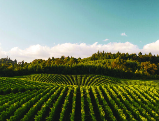 Maurice Carrie Winery