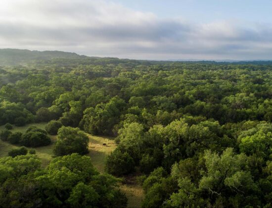 Belle Oaks